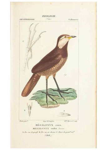 Reproducción/Reproduction 7780691450: Atlas de zoologie :. Paris :Germer Bailliere,1844.