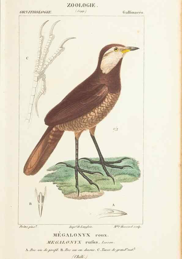 Reproducción/Reproduction 7780691450: Atlas de zoologie :. Paris :Germer Bailliere,1844.