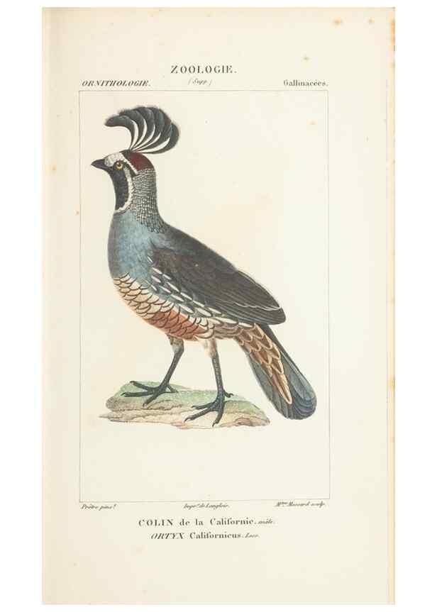Reproducción/Reproduction 7780692174: Atlas de zoologie :. Paris :Germer Bailliere,1844.