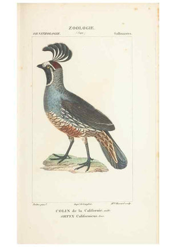Reproducción/Reproduction 7780692174: Atlas de zoologie :. Paris :Germer Bailliere,1844.