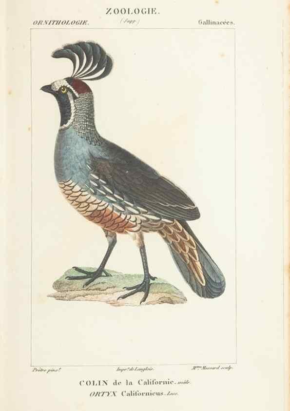 Reproducción/Reproduction 7780692174: Atlas de zoologie :. Paris :Germer Bailliere,1844.