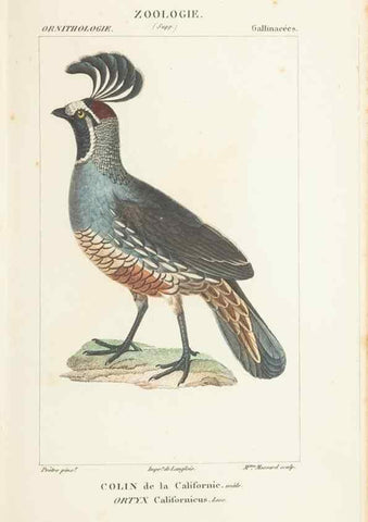Reproducción/Reproduction 7780692174: Atlas de zoologie :. Paris :Germer Bailliere,1844.