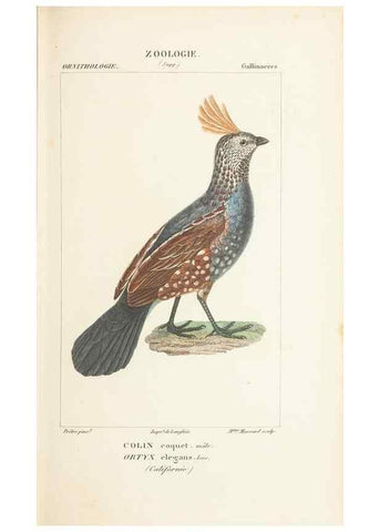 Reproducción/Reproduction 7780692842: Atlas de zoologie :. Paris :Germer Bailliere,1844.