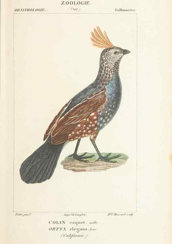 Reproducción/Reproduction 7780692842: Atlas de zoologie :. Paris :Germer Bailliere,1844.