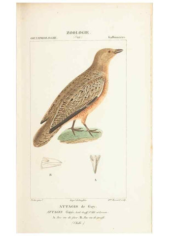 Reproducción/Reproduction 7780693530: Atlas de zoologie :. Paris :Germer Bailliere,1844.