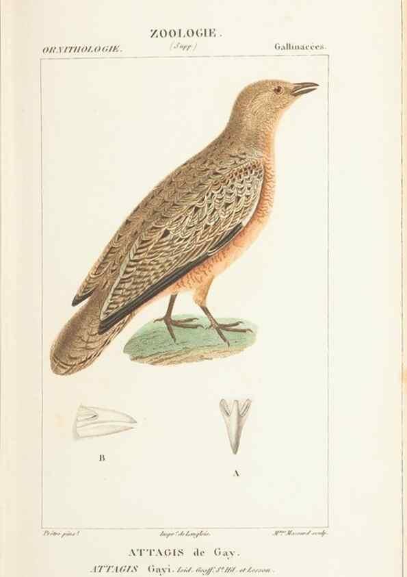 Reproducción/Reproduction 7780693530: Atlas de zoologie :. Paris :Germer Bailliere,1844.