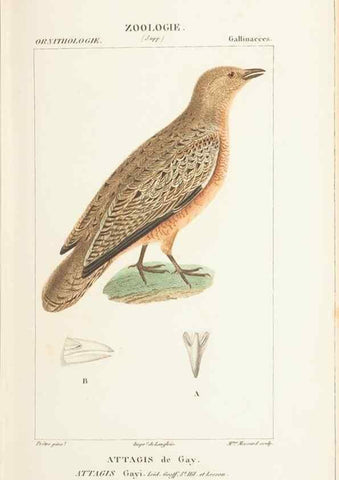 Reproducción/Reproduction 7780693530: Atlas de zoologie :. Paris :Germer Bailliere,1844.