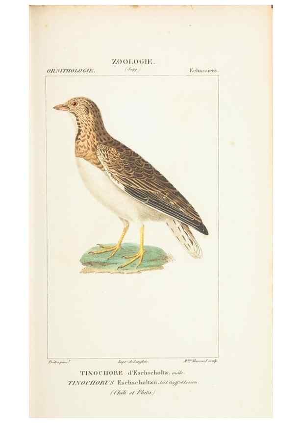 Reproducción/Reproduction 7780694132: Atlas de zoologie :. Paris :Germer Bailliere,1844.