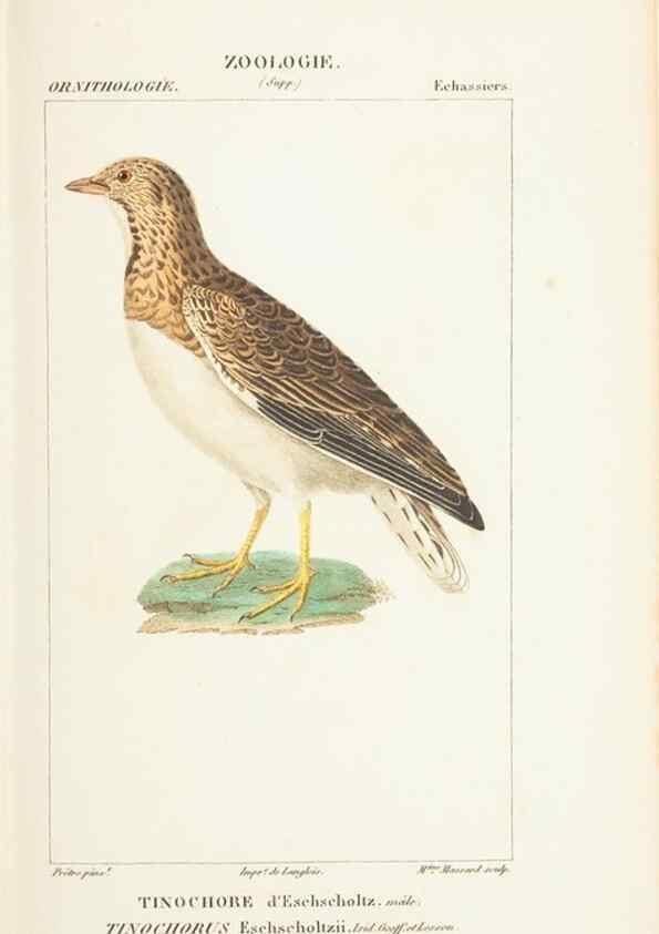 Reproducción/Reproduction 7780694132: Atlas de zoologie :. Paris :Germer Bailliere,1844.