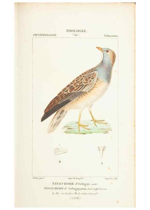 Reproducción/Reproduction 7780694824: Atlas de zoologie :. Paris :Germer Bailliere,1844.