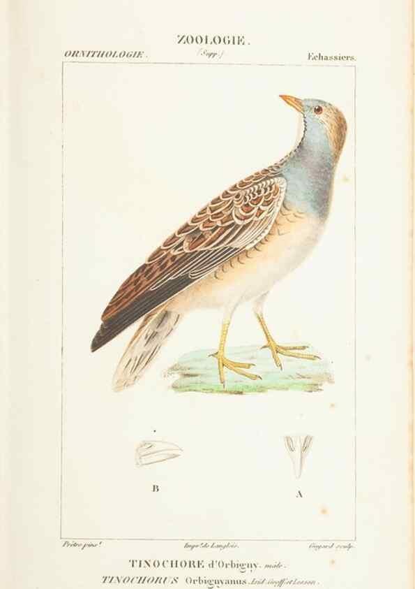 Reproducción/Reproduction 7780694824: Atlas de zoologie :. Paris :Germer Bailliere,1844.