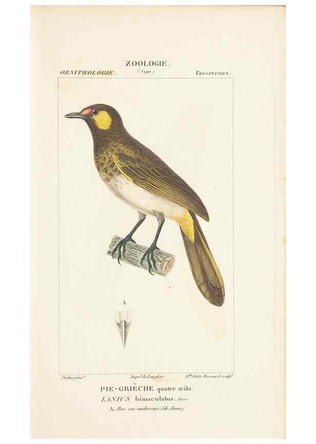 Reproducción/Reproduction 7780689162: Atlas de zoologie :. Paris :Germer Bailliere,1844.