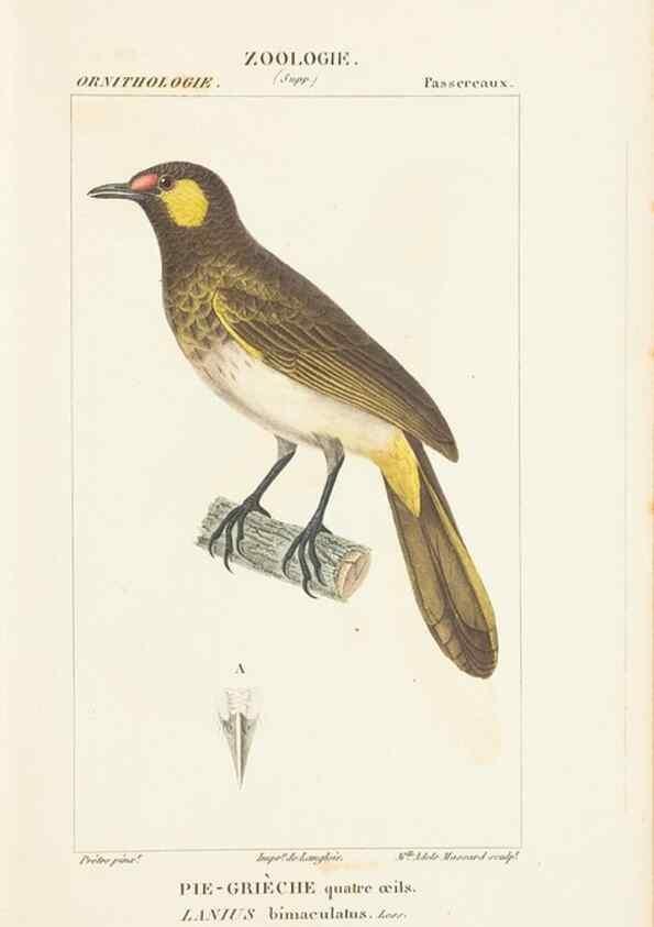 Reproducción/Reproduction 7780689162: Atlas de zoologie :. Paris :Germer Bailliere,1844.