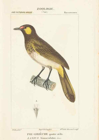 Reproducción/Reproduction 7780689162: Atlas de zoologie :. Paris :Germer Bailliere,1844.