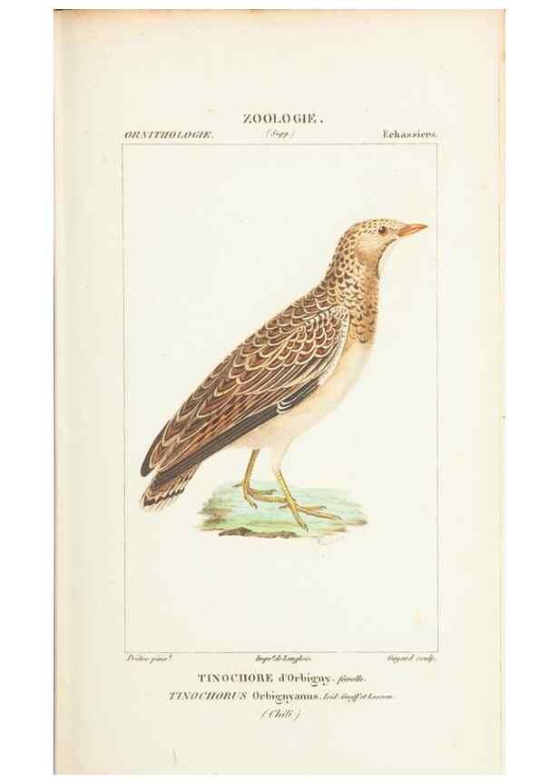 Reproducción/Reproduction 7780695450: Atlas de zoologie :. Paris :Germer Bailliere,1844.