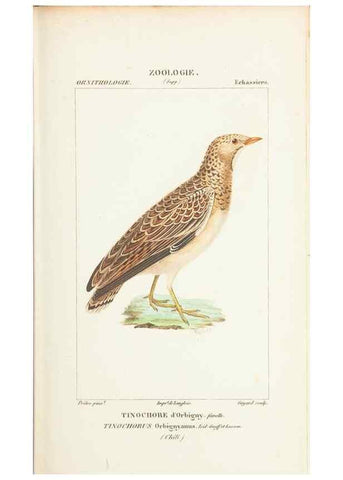 Reproducción/Reproduction 7780695450: Atlas de zoologie :. Paris :Germer Bailliere,1844.