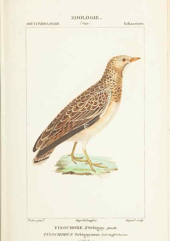 Reproducción/Reproduction 7780695450: Atlas de zoologie :. Paris :Germer Bailliere,1844.