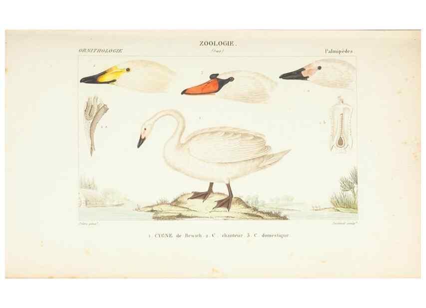 Reproducción/Reproduction 7780696736: Atlas de zoologie :. Paris :Germer Bailliere,1844.