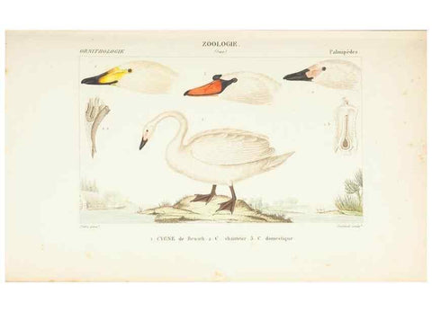 Reproducción/Reproduction 7780696736: Atlas de zoologie :. Paris :Germer Bailliere,1844.