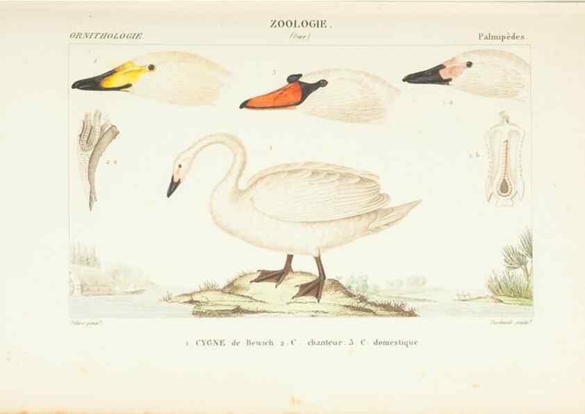 Reproducción/Reproduction 7780696736: Atlas de zoologie :. Paris :Germer Bailliere,1844.