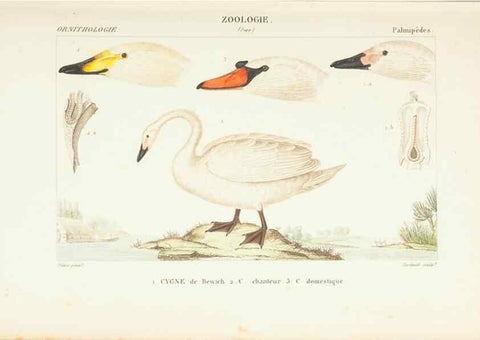 Reproducción/Reproduction 7780696736: Atlas de zoologie :. Paris :Germer Bailliere,1844.
