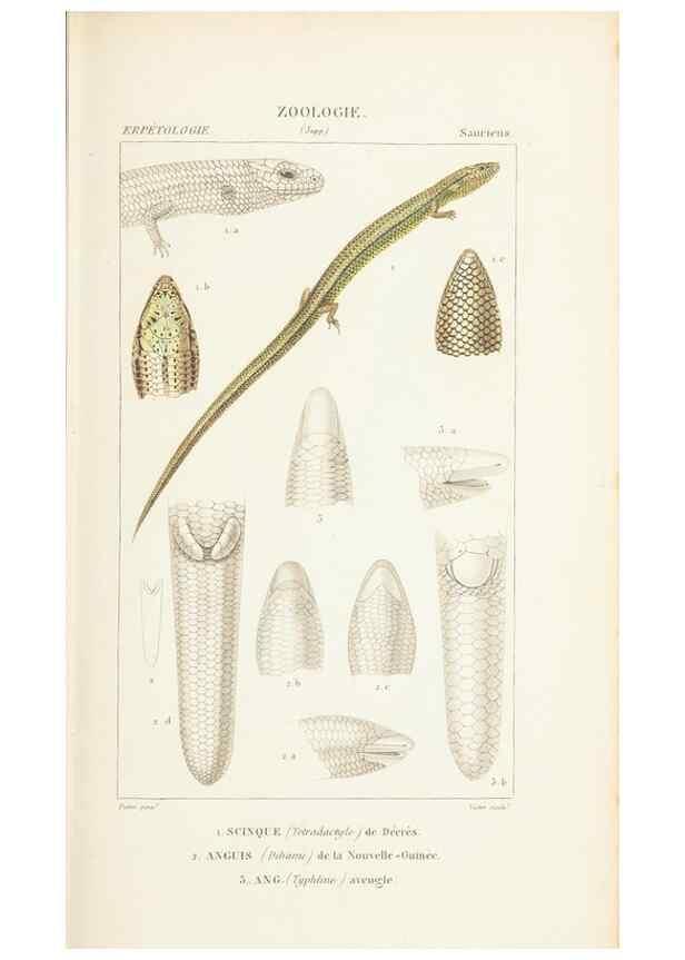 Reproducción/Reproduction 7780697454: Atlas de zoologie :. Paris :Germer Bailliere,1844.