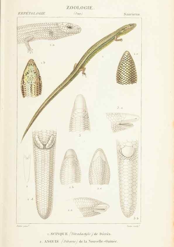 Reproducción/Reproduction 7780697454: Atlas de zoologie :. Paris :Germer Bailliere,1844.