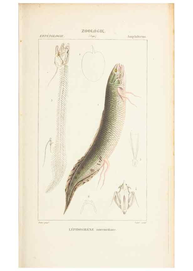 Reproducción/Reproduction 7780698210: Atlas de zoologie :. Paris :Germer Bailliere,1844.