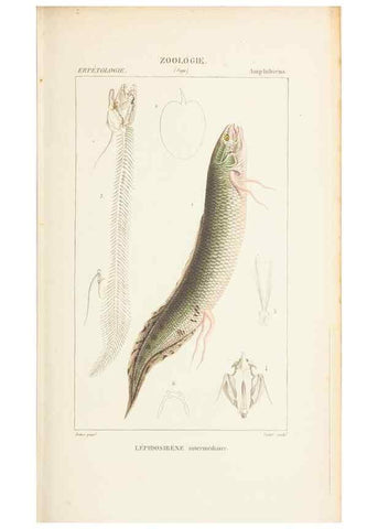 Reproducción/Reproduction 7780698210: Atlas de zoologie :. Paris :Germer Bailliere,1844.