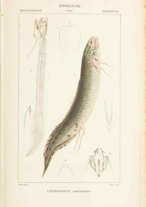 Reproducción/Reproduction 7780698210: Atlas de zoologie :. Paris :Germer Bailliere,1844.