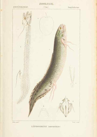 Reproducción/Reproduction 7780698210: Atlas de zoologie :. Paris :Germer Bailliere,1844.