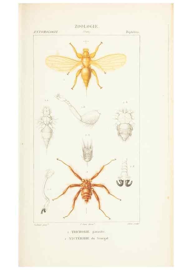 Reproducción/Reproduction 7780698784: Atlas de zoologie :. Paris :Germer Bailliere,1844.