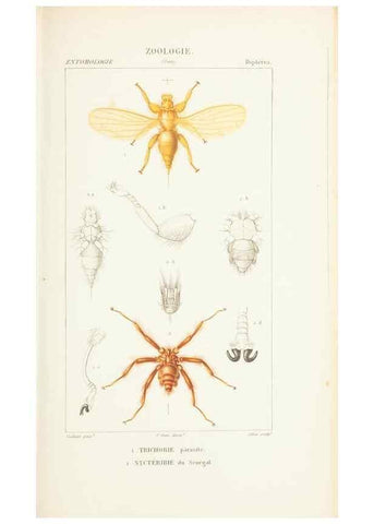 Reproducción/Reproduction 7780698784: Atlas de zoologie :. Paris :Germer Bailliere,1844.