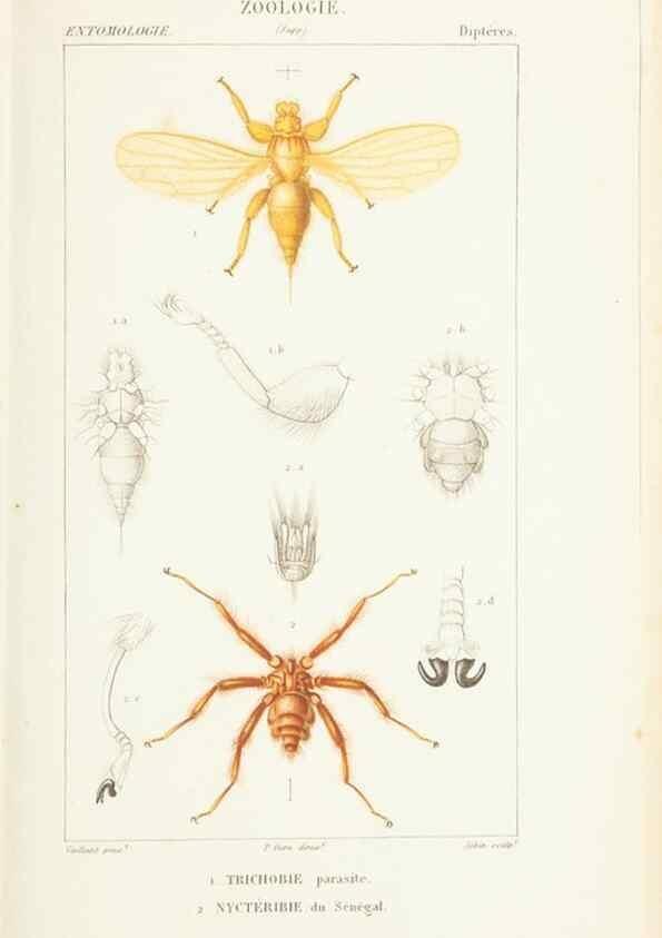Reproducción/Reproduction 7780698784: Atlas de zoologie :. Paris :Germer Bailliere,1844.