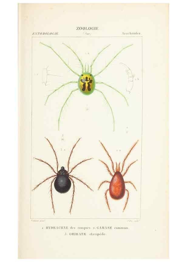 Reproducción/Reproduction 7780699444: Atlas de zoologie :. Paris :Germer Bailliere,1844.