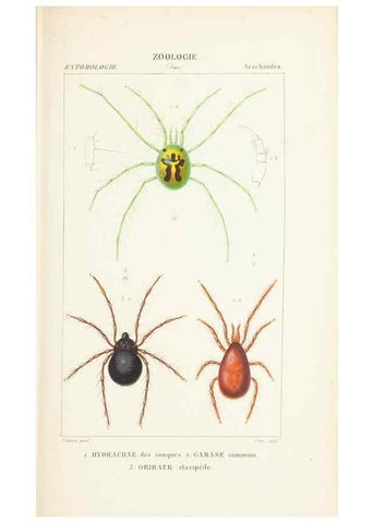 Reproducción/Reproduction 7780699444: Atlas de zoologie :. Paris :Germer Bailliere,1844.