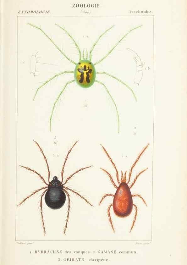 Reproducción/Reproduction 7780699444: Atlas de zoologie :. Paris :Germer Bailliere,1844.