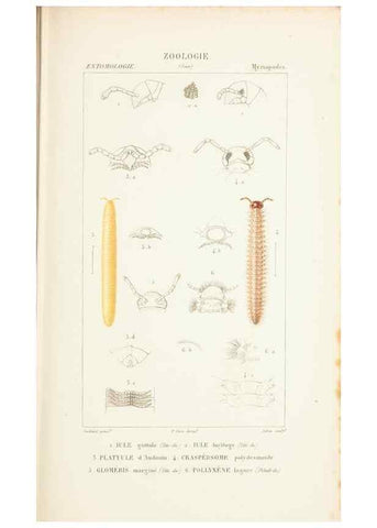 Reproducción/Reproduction 7780700068: Atlas de zoologie :. Paris :Germer Bailliere,1844.