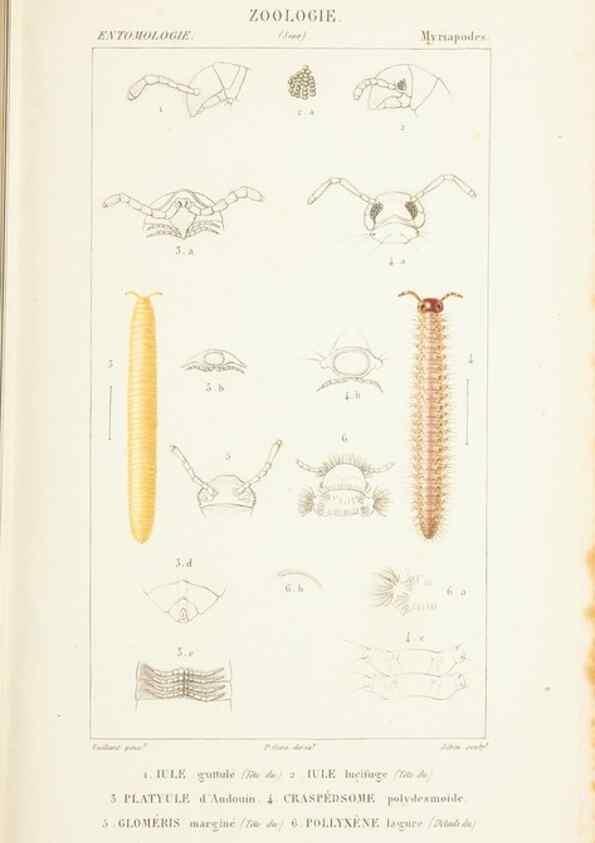 Reproducción/Reproduction 7780700068: Atlas de zoologie :. Paris :Germer Bailliere,1844.
