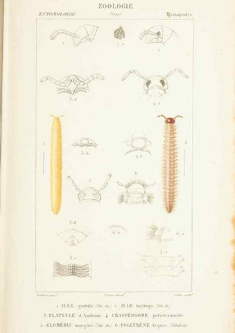 Reproducción/Reproduction 7780700068: Atlas de zoologie :. Paris :Germer Bailliere,1844.