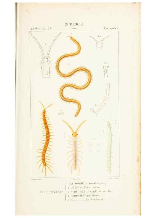 Reproducción/Reproduction 7780700694: Atlas de zoologie :. Paris :Germer Bailliere,1844.