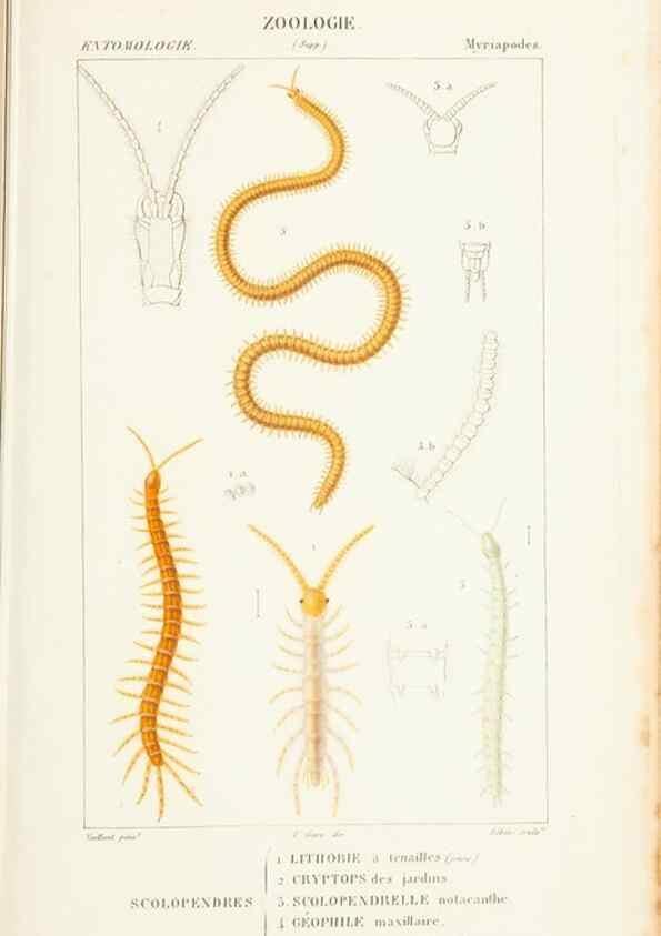 Reproducción/Reproduction 7780700694: Atlas de zoologie :. Paris :Germer Bailliere,1844.