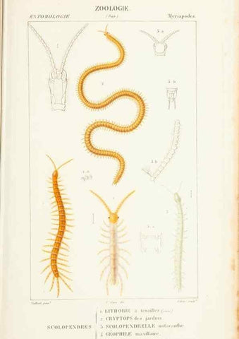 Reproducción/Reproduction 7780700694: Atlas de zoologie :. Paris :Germer Bailliere,1844.