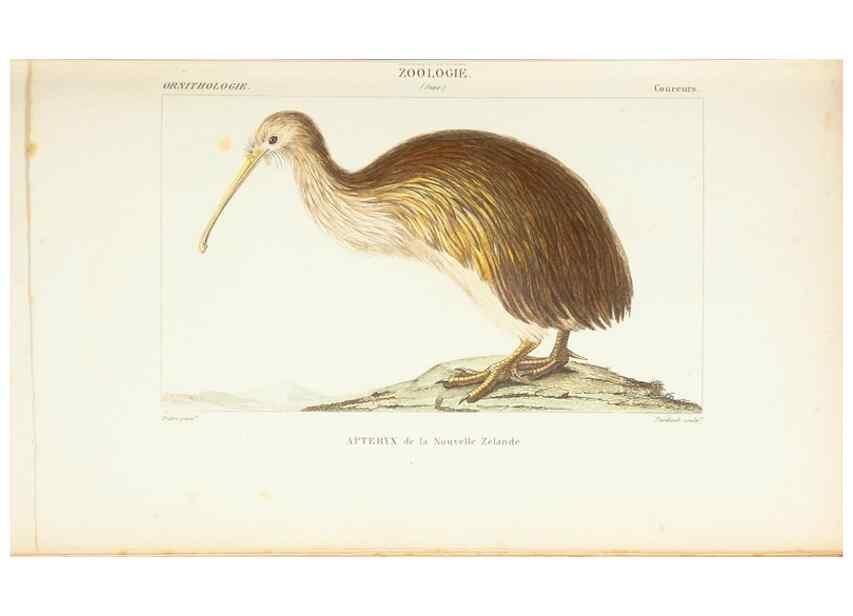 Reproducción/Reproduction 7780696146: Atlas de zoologie :. Paris :Germer Bailliere,1844.