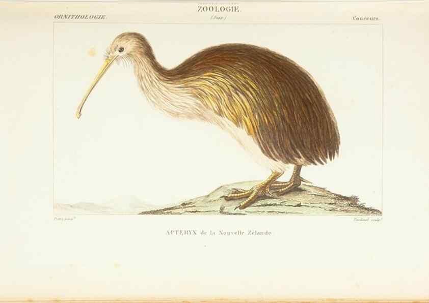 Reproducción/Reproduction 7780696146: Atlas de zoologie :. Paris :Germer Bailliere,1844.