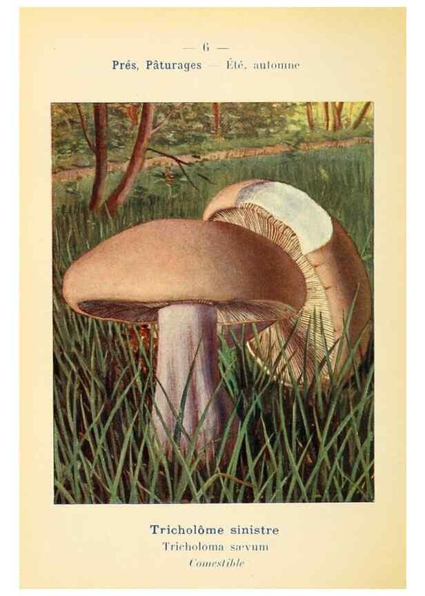 Reproducción/Reproduction 7831123852: Nouvel atlas de poche des champignons comestibles et vénéneux.. Paris,Léon Lhome,1911-1912.