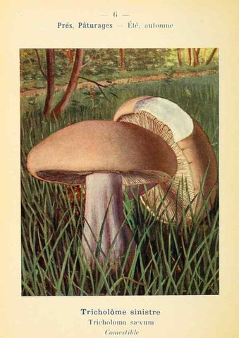 Reproducción/Reproduction 7831123852: Nouvel atlas de poche des champignons comestibles et vénéneux.. Paris,Léon Lhome,1911-1912.