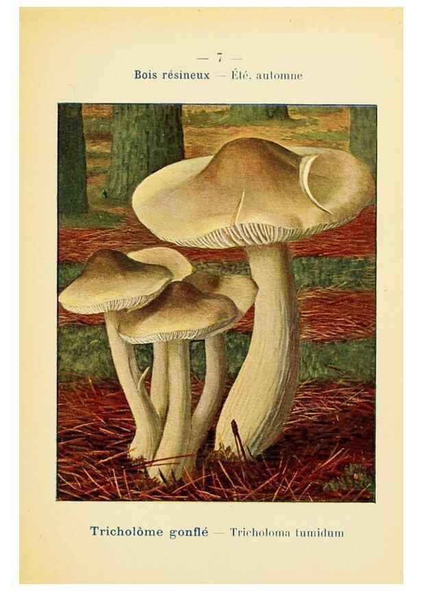 Reproducción/Reproduction 7831125686: Nouvel atlas de poche des champignons comestibles et vénéneux.. Paris,Léon Lhome,1911-1912.
