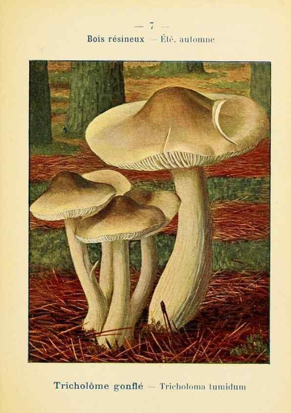 Reproducción/Reproduction 7831125686: Nouvel atlas de poche des champignons comestibles et vénéneux.. Paris,Léon Lhome,1911-1912.