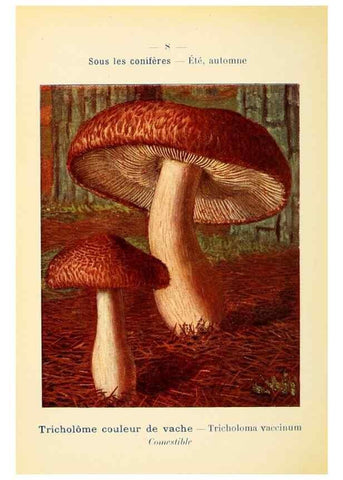 Reproducción/Reproduction 7831126934: Nouvel atlas de poche des champignons comestibles et vénéneux.. Paris,Léon Lhome,1911-1912.